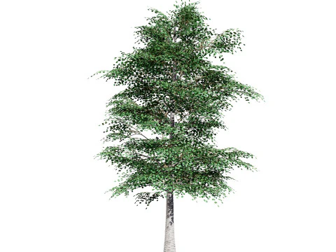 Pacchetto albero di pioppo tremulo Modello 3D