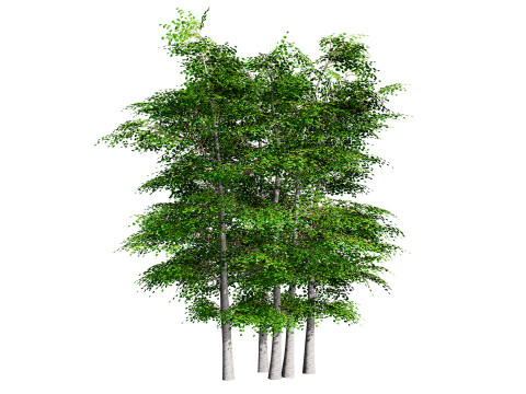Aspen Tree Pack 3D Model