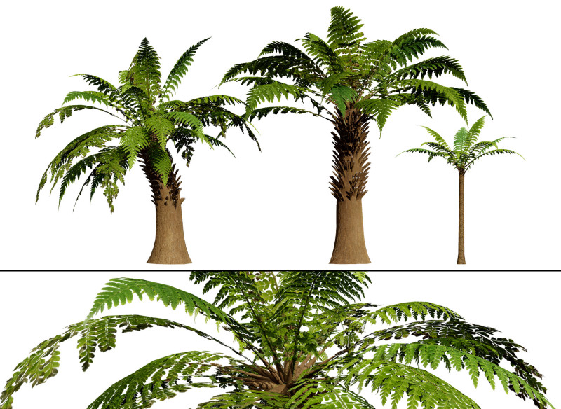 Tree Fern Modelo 3D .c4d .max .obj .3ds .fbx .stl .blend 