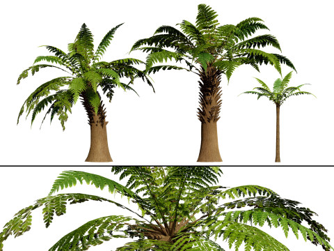 Tree Fern 3D 모델