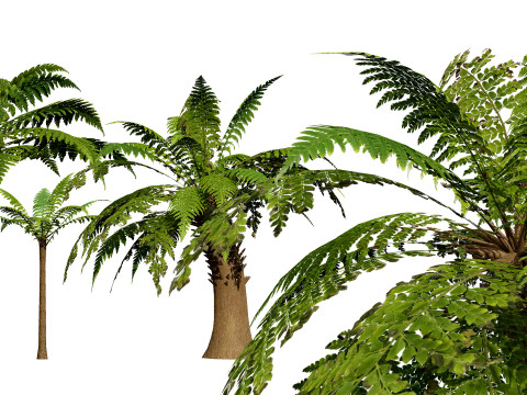 Tree Fern Modelo 3D