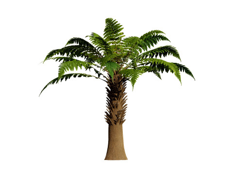 Tree Fern Modelo 3D