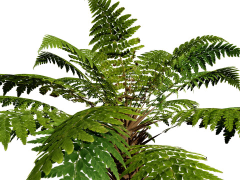 Tree Fern Modelo 3D