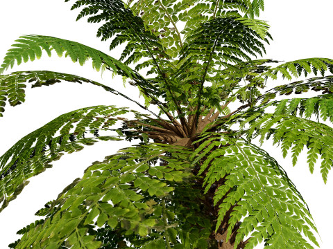 Tree Fern Modelo 3D