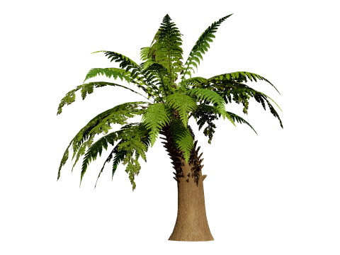 Tree Fern Modelo 3D