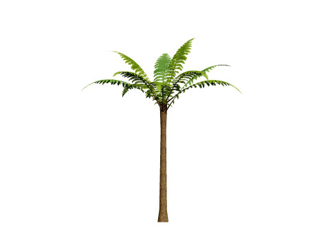 Tree Fern Modelo 3D
