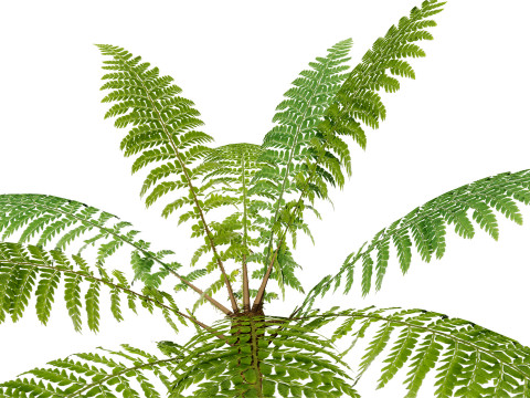 Tree Fern Modelo 3D