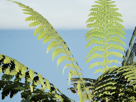 Tree Fern Modelo 3D