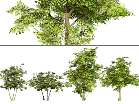 Maple Tree 3D 모델