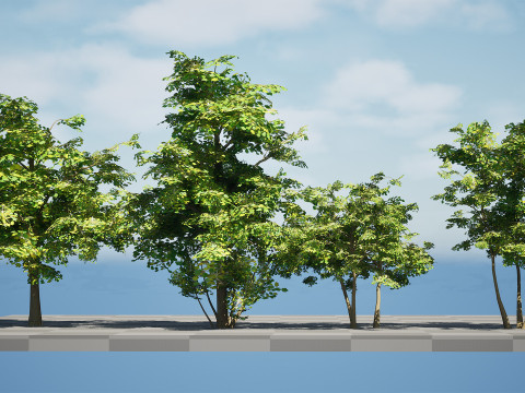 Maple Tree Modello 3D