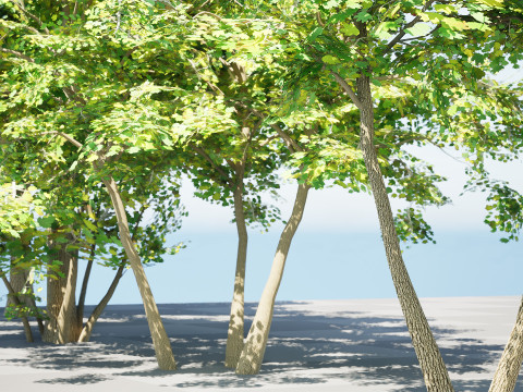 Maple Tree Modello 3D