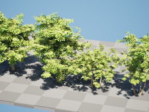 Maple Tree Modello 3D