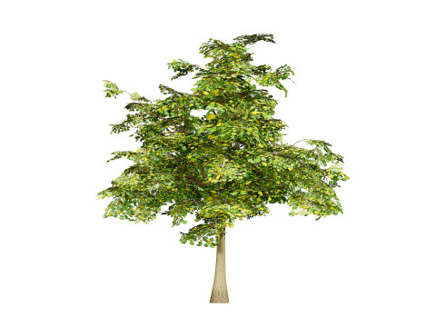 Maple Tree Modello 3D