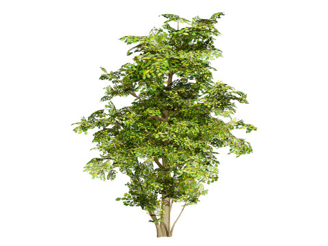 Maple Tree Modello 3D