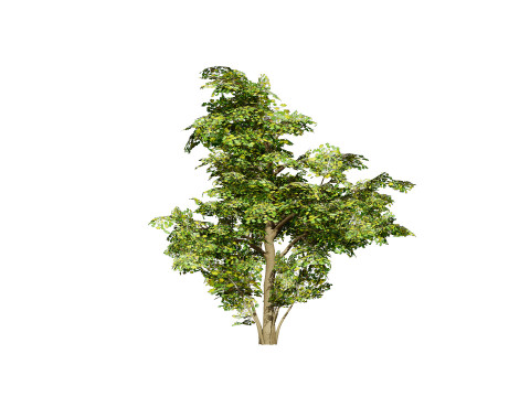 Maple Tree Modello 3D