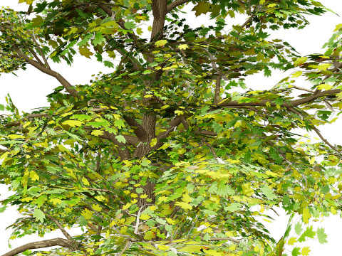 Maple Tree Modello 3D