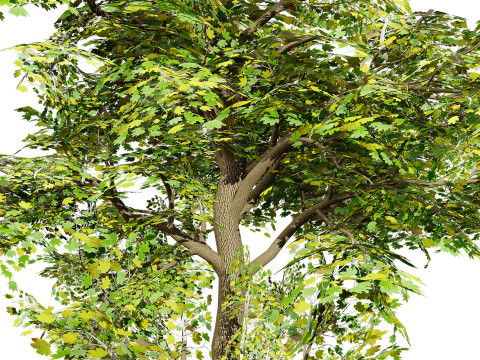 Maple Tree Modello 3D