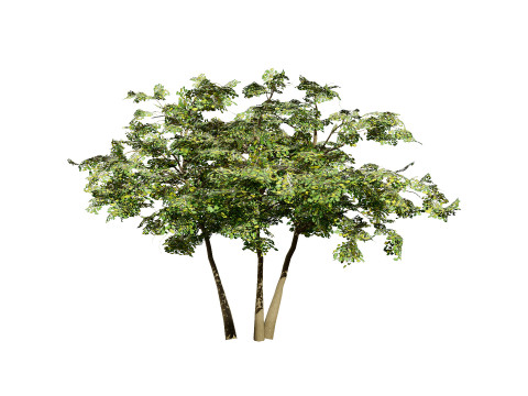 Maple Tree Modello 3D