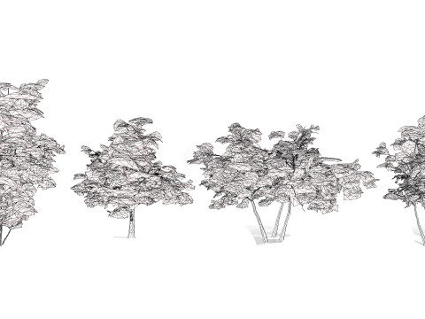 Maple Tree Modello 3D