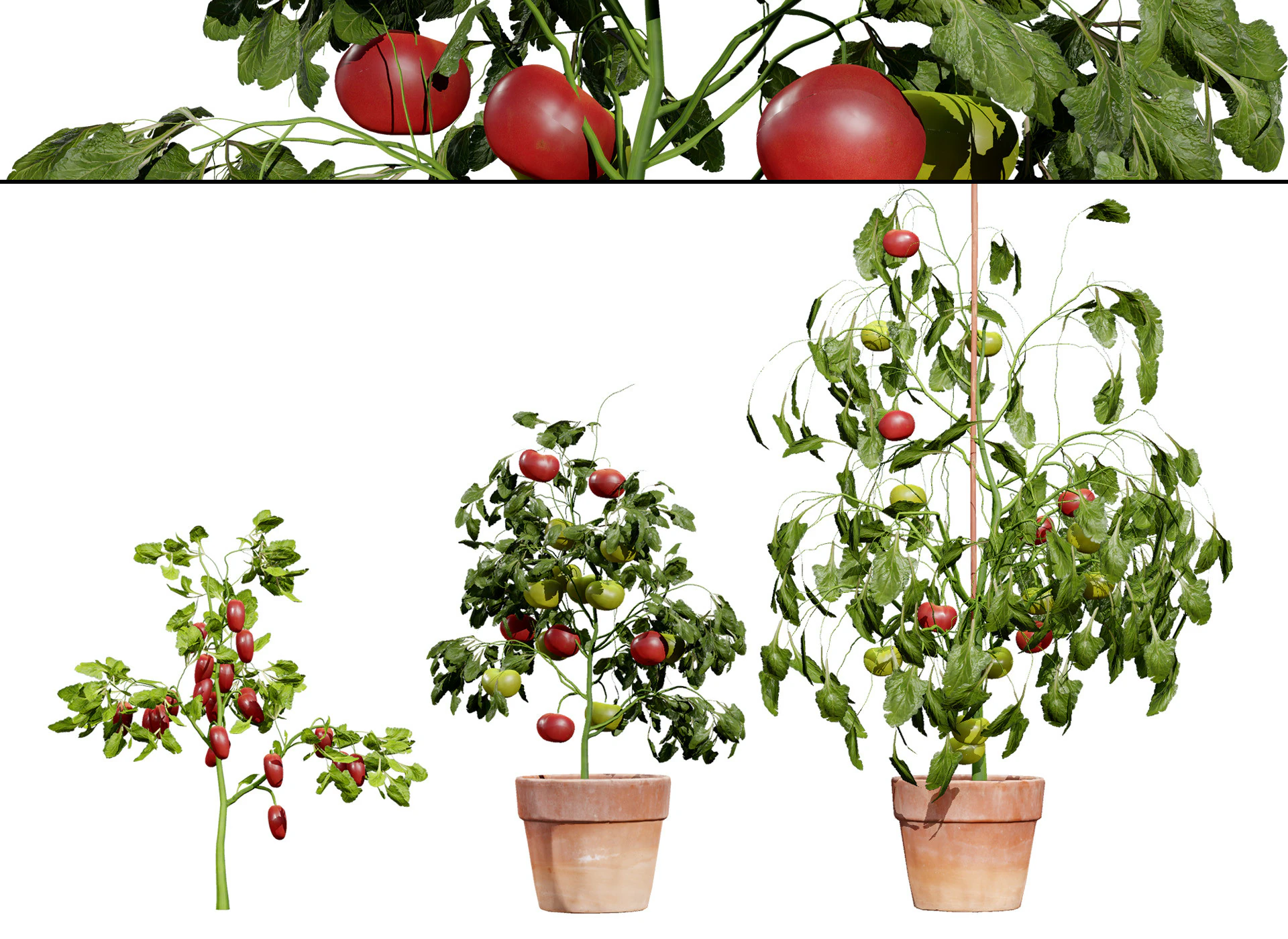 トマトの木 3Dモデル .c4d .max .obj .3ds .fbx .stl .blend