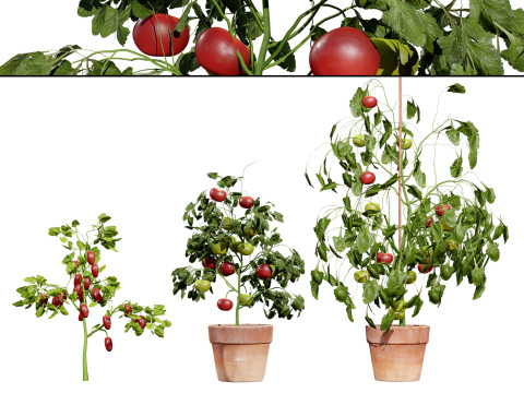 Tomato Plant 3D 모델