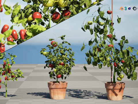 トマトの木 3Dモデル