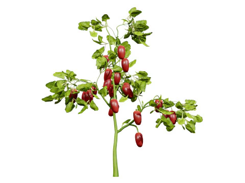 トマトの木 3Dモデル