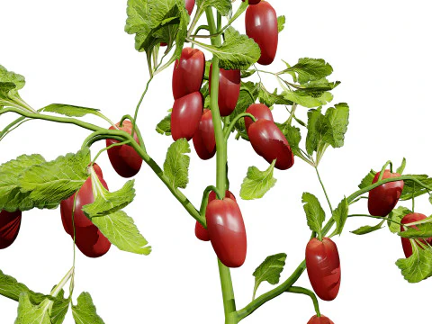 トマトの木 3Dモデル