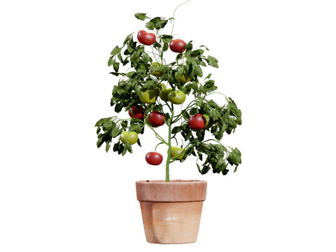 トマトの木 3Dモデル