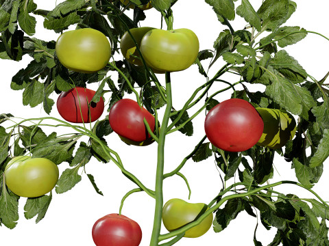 Tomato Plant 3Dモデル
