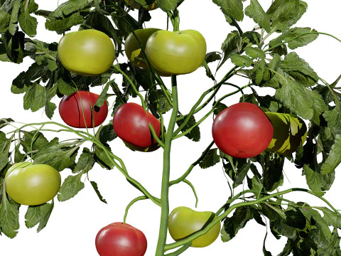 トマトの木 3Dモデル