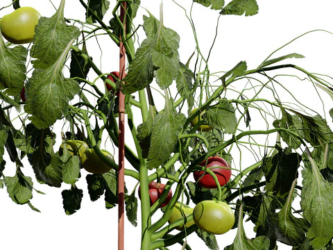 トマトの木 3Dモデル