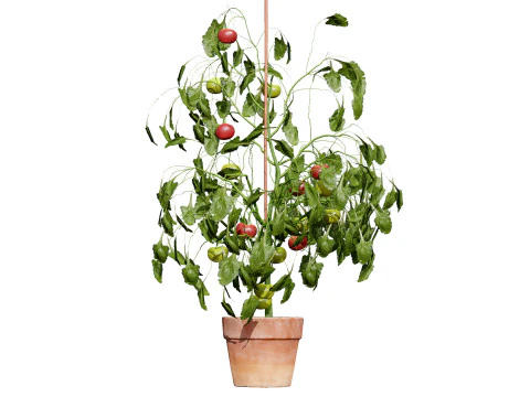 トマトの木 3Dモデル