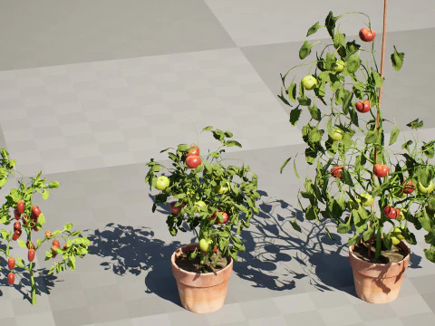 トマトの木 3Dモデル