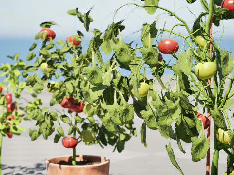 トマトの木 3Dモデル