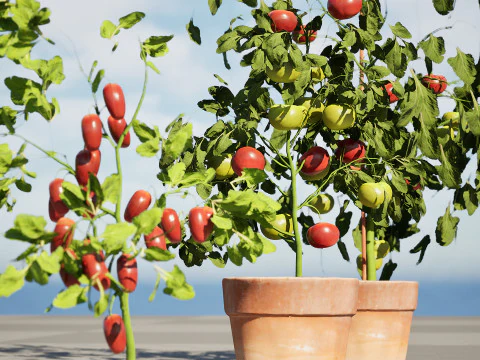 トマトの木 3Dモデル