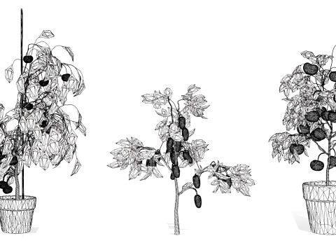 Tomato Plant 3Dモデル