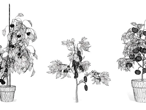 トマトの木 3Dモデル