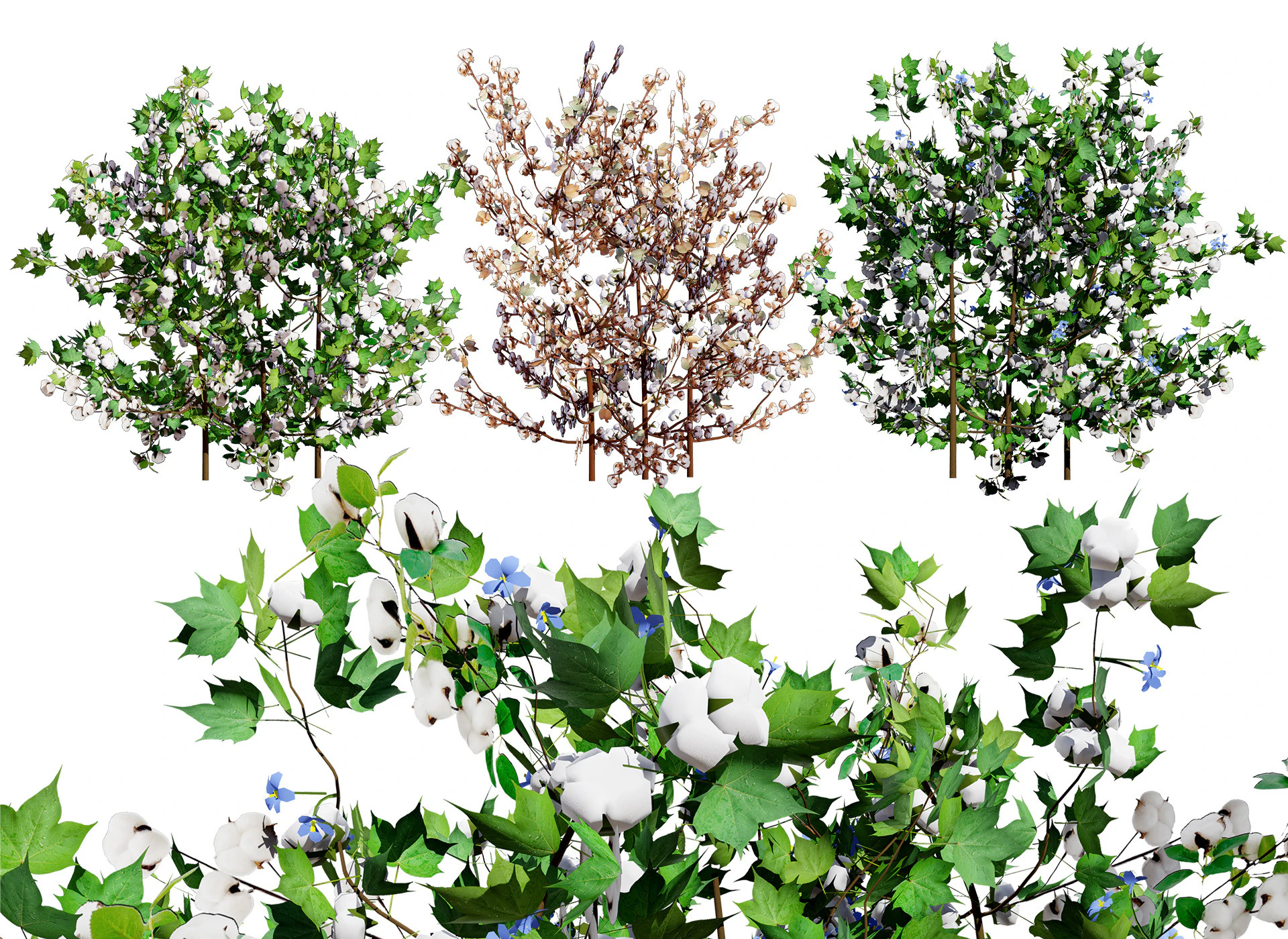 Planta de algod&atilde;o Modelo 3D .c4d .max .obj .3ds .fbx .stl .blend 
