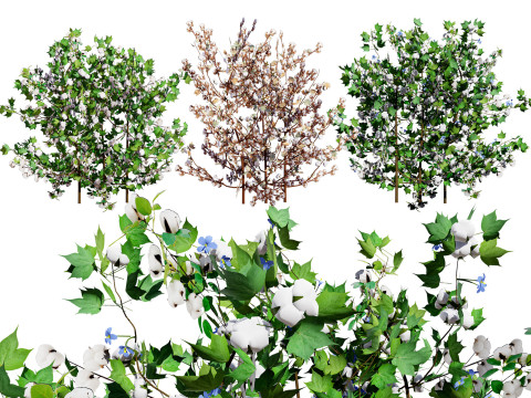 Cotton Plant 3D 모델