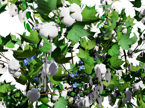Planta de algod&atilde;o Modelo 3D
