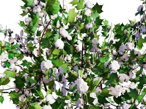 Planta de algod&atilde;o Modelo 3D