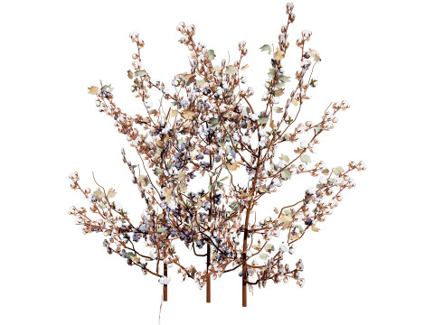 Cotton Plant 3Dモデル