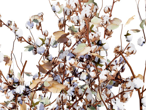 Cotton Plant 3Dモデル