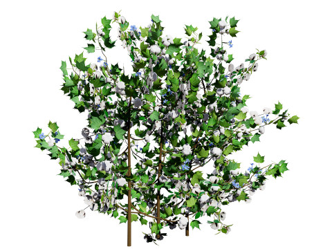 Cotton Plant 3Dモデル