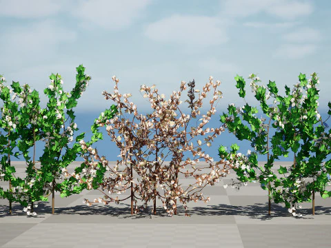 Planta de algod&atilde;o Modelo 3D