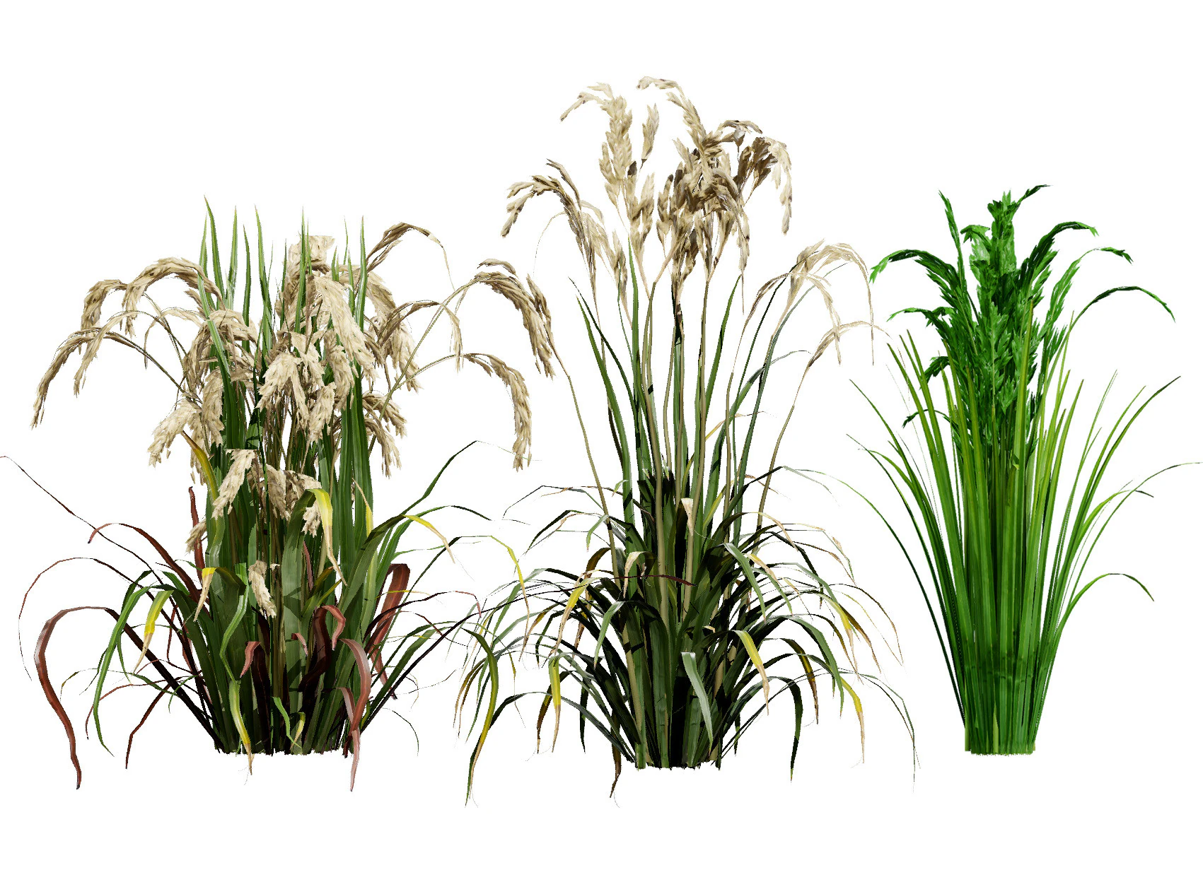 Oryza Sativa Modello 3D .c4d .max .obj .3ds .fbx .stl .blend 