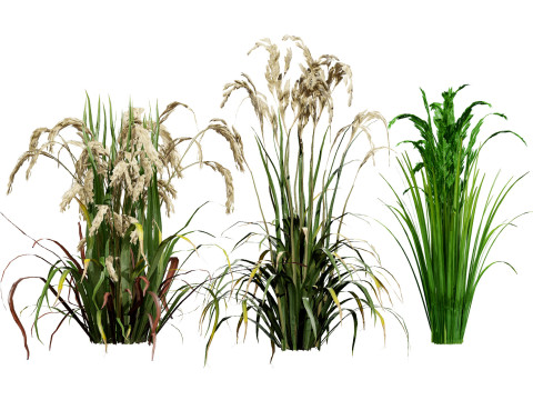 Oryza Sativa Modello 3D