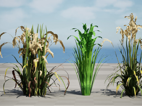 Oryza Sativa Modelo 3D