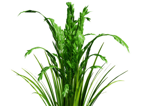 Oryza Sativa Modelo 3D